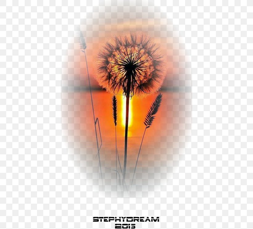 Nature Photography Sunset Quotation, PNG, 426x742px, Photography, Black And White, Close Up, Composition, Dandelion Download Free