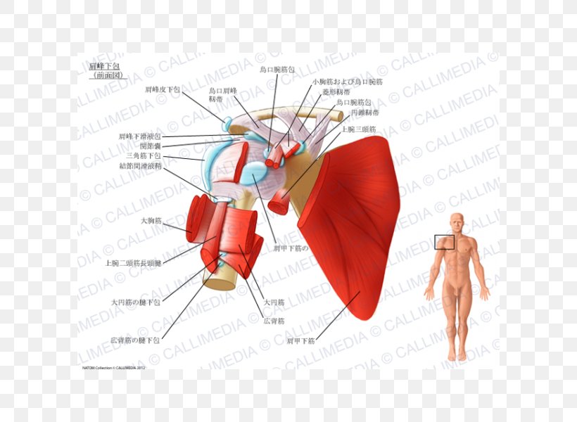 Synovial Bursa Subacromial Bursa Subcoracoid Bursa Subscapularis Muscle Shoulder, PNG, 600x600px, Watercolor, Cartoon, Flower, Frame, Heart Download Free