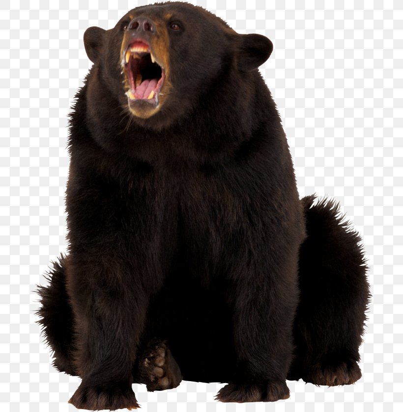 American Black Bear Polar Bear Clip Art, PNG, 700x840px, Bear, American Black Bear, Brown Bear, Carnivoran, Fur Download Free