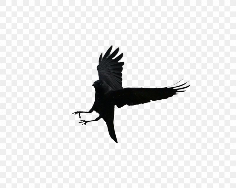 Bird Multibagger Stock PhotoScape, PNG, 900x721px, Bird, Animal, Beak, Bird Of Prey, Common Raven Download Free