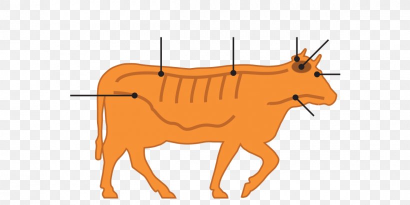 Cattle Bovine Spongiform Encephalopathy Specified Risk Material Vertebral Column Spinal Cord, PNG, 1200x600px, Cattle, Beef Brain, Bovine Spongiform Encephalopathy, Brain, Cattle Like Mammal Download Free