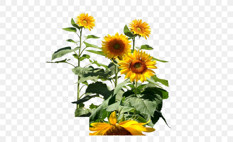 Common Sunflower Icon, PNG, 500x500px, Common Sunflower, Annual Plant, Cut Flowers, Daisy Family, Flower Download Free
