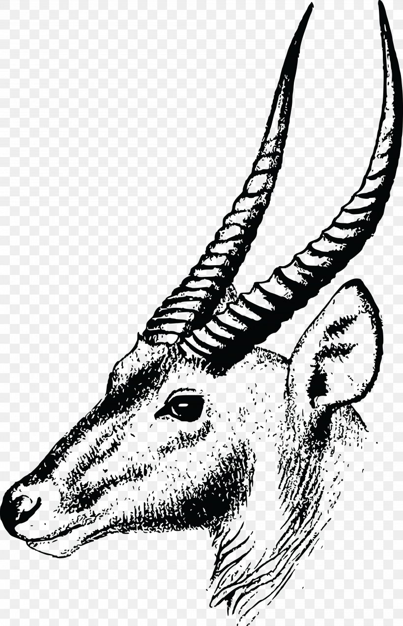 Gazelle Antelope Springbok Oryx Clip Art, PNG, 4000x6223px, Gazelle, Antelope, Art, Beak, Black And White Download Free