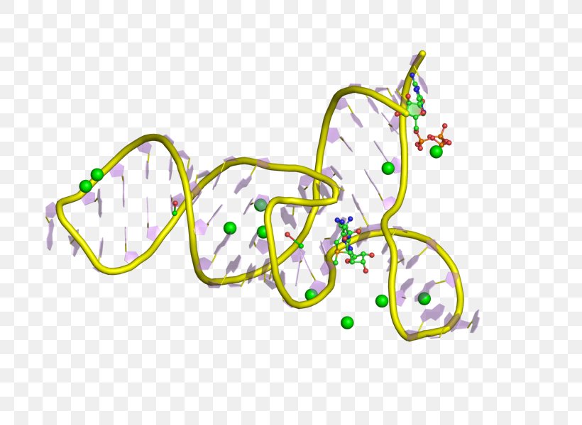 Messenger RNA Riboswitch Polyadenylation Regulatory Sequence, PNG, 800x600px, Watercolor, Cartoon, Flower, Frame, Heart Download Free