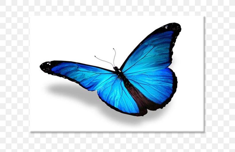 Monarch Butterfly Gossamer-winged Butterflies Brush-footed Butterflies, PNG, 750x530px, Monarch Butterfly, Arthropod, Brush Footed Butterfly, Brushfooted Butterflies, Butterfly Download Free