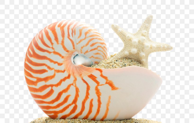 Seashell PIXTA Inc. Skateboard Royalty-free, PNG, 1024x650px, Seashell, Chambered Nautilus, Conch, Invertebrate, Molluscs Download Free