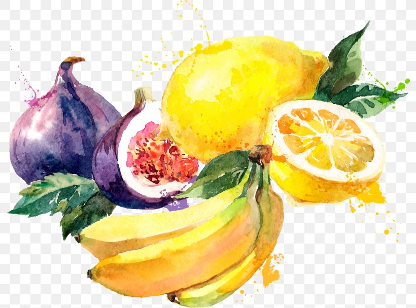 Watercolor Painting Common Fig Drawing Illustration, PNG, 798x607px, Watercolor Painting, Citrus, Common Fig, Diet Food, Drawing Download Free