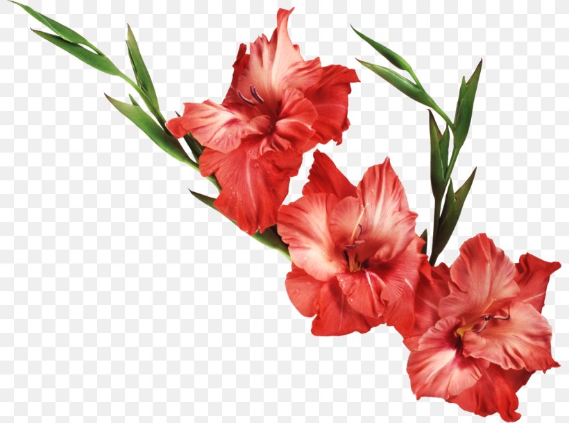 Gladiolus Flower Iris Family Clip Art, PNG, 800x610px, Gladiolus, Birth Flower, Bulb, Carnation, Cut Flowers Download Free