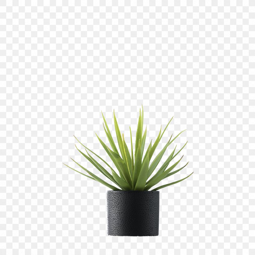 Plants Vase Plant Stem Flowerpot Dragon Tree, PNG, 1000x1000px, Plants, Agave, Bonsai, Dracaena, Dracaena Reflexa Var Angustifolia Download Free