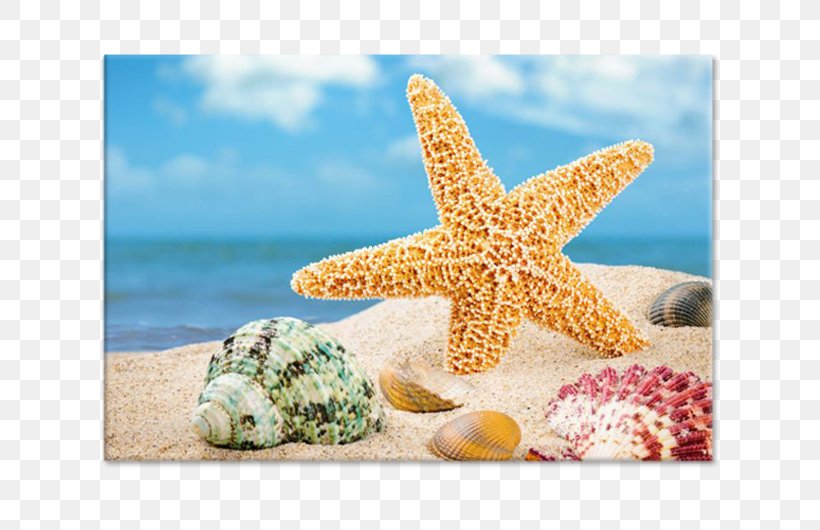 Shore Seashell Shell Beach Sand, PNG, 750x530px, Shore, Beach, Echinoderm, Invertebrate, Marine Biology Download Free