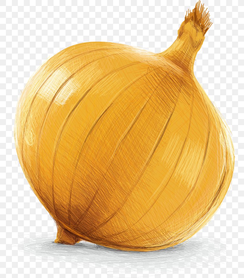 Yellow Onion Calabaza Pumpkin Vegetable, PNG, 762x934px, Yellow Onion, Calabaza, Cartoon, Cucurbita, Drawing Download Free