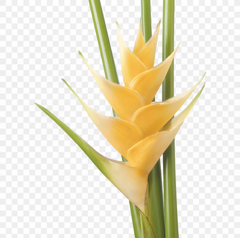 Cut Flowers Heliconia Bihai Heliconia Psittacorum Plant, PNG, 870x864px, Cut Flowers, Bird Of Paradise Flower, Flower, Flowerpot, Heliconia Bihai Download Free