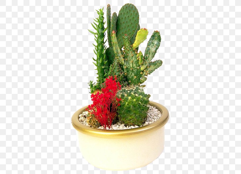 Flowerpot Prickly Pear Bonsai Cactaceae, PNG, 500x593px, Flowerpot, Bonsai, Cactaceae, Cactus, Caryophyllales Download Free