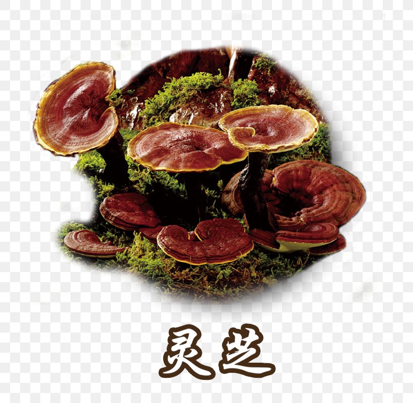Lingzhi Mushroom Dietary Supplement Fungus Medicine, PNG, 800x800px, Lingzhi Mushroom, Animal Source Foods, Bayonne Ham, Beef, Betaglucan Download Free