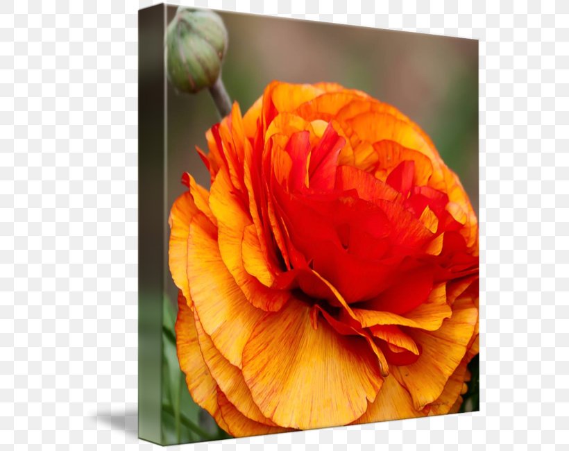 Petal Buttercup Work Of Art Fine Art, PNG, 576x650px, Petal, Art, Buttercup, Digital Art, Discover Card Download Free