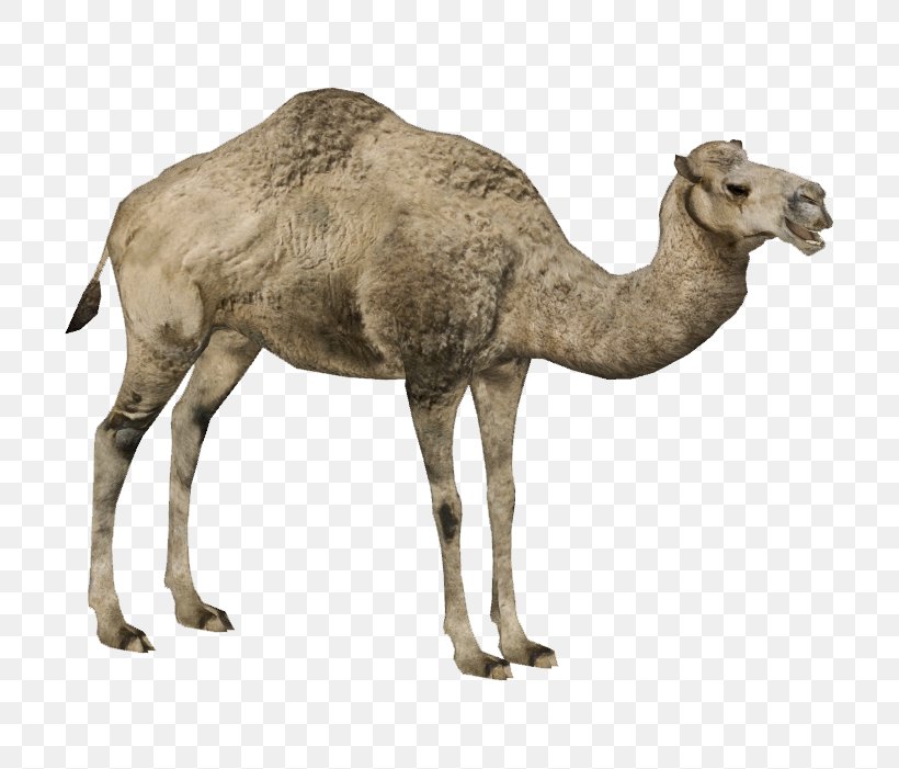 Dromedary Bactrian Camel Zoo Tycoon 2 Australian Feral Camel, PNG, 701x701px, Dromedary, Adaptation, Animal, Animal Figure, Arabian Camel Download Free