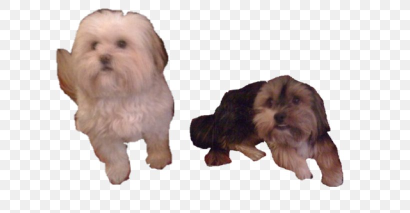 Havanese Dog Lhasa Apso Norfolk Terrier Rare Breed (dog) Puppy, PNG, 640x426px, Havanese Dog, Breed, Carnivoran, Companion Dog, Dog Download Free