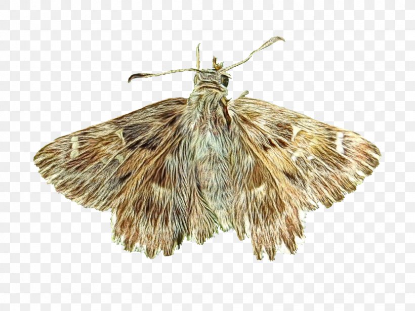 Insect Moths And Butterflies Moth Lymantria Dispar Dispar Pollinator, PNG, 1024x768px, Watercolor, Butterfly, Insect, Lymantria Dispar Dispar, Moth Download Free