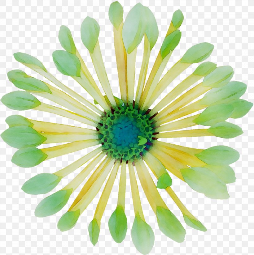 Oxeye Daisy Chrysanthemum Transvaal Daisy Cut Flowers Petal, PNG, 1312x1320px, Oxeye Daisy, African Daisy, Aster, Barberton Daisy, Camomile Download Free