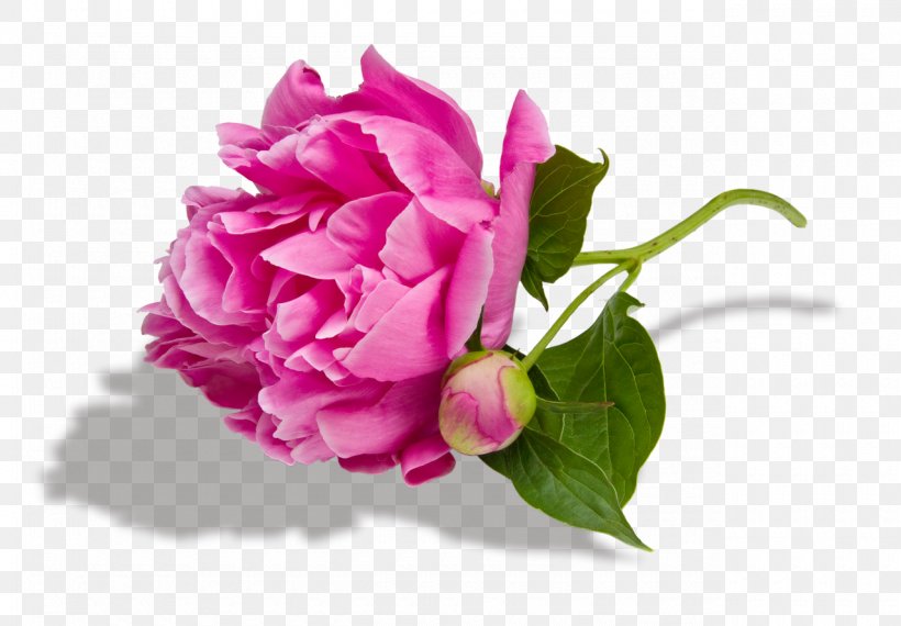 Peony Paeonia Lactiflora Desktop Wallpaper Pink Flowers Royalty-free, PNG, 1280x890px, Peony, Bud, Cut Flowers, Floral Design, Floristry Download Free