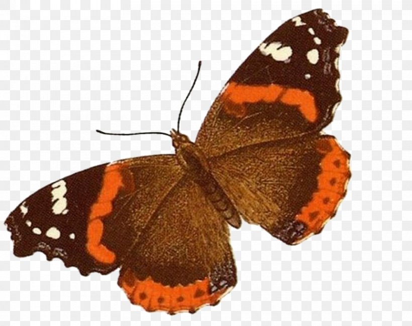 Butterfly, PNG, 860x682px, Butterfly, Animation, Arthropod, Brush Footed Butterfly, Butterflies And Moths Download Free
