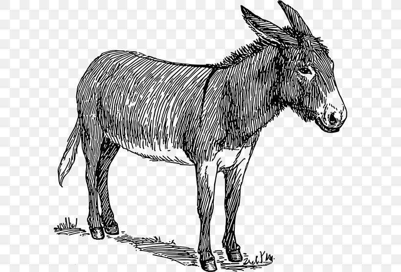 Drawing Donkey Sketch, PNG, 600x556px, Drawing, Art, Art Museum, Black And White, Donkey Download Free