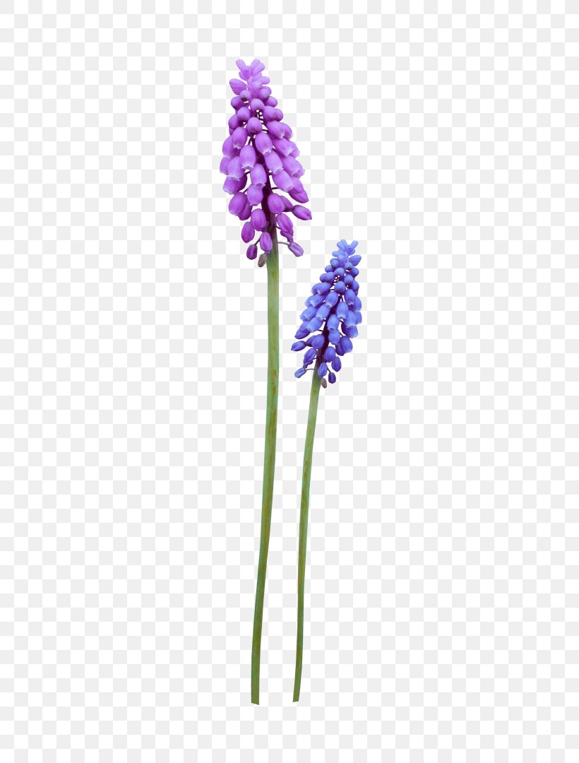 Wildflower Clip Art Computer File Adobe Photoshop, PNG, 462x1080px, Wildflower, English Lavender, Flower, Flowering Plant, Hyacinth Download Free