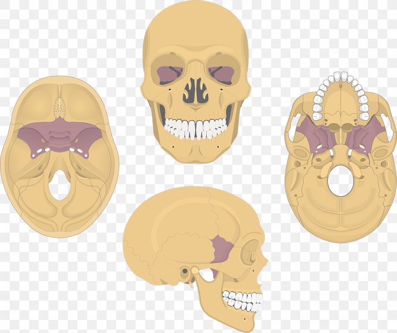 Skull Sphenoid Bone Anatomy Palatine Bone, PNG, 1500x1257px, Skull, Anatomy, Bone, Cranial Cavity, Facial Skeleton Download Free