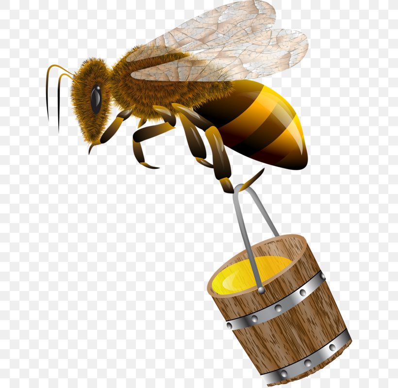 Honey Bee Royalty-free Clip Art, PNG, 636x800px, Bee, Arthropod, Cartoon, Drawing, Honey Download Free
