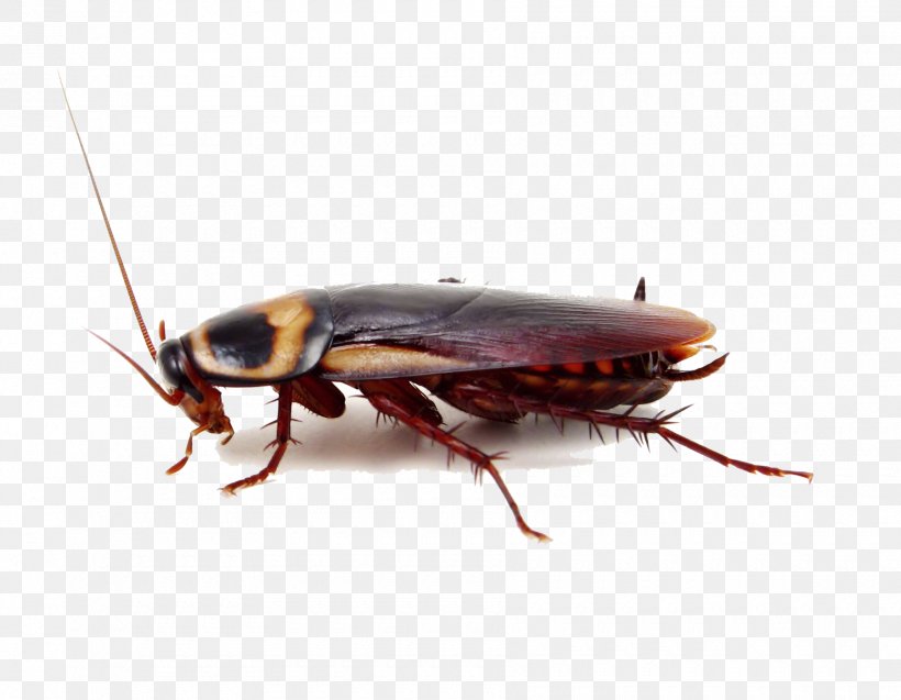 Cockroach Insect Pest Control Termite, PNG, 1800x1400px, Cockroach, American Cockroach, Arthropod, Brown Banded Cockroach, Brown Cockroach Download Free