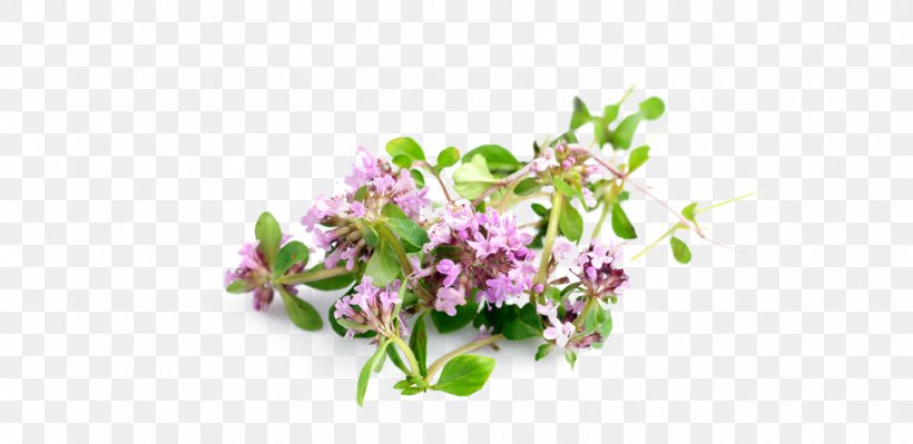 Garden Thyme Health Herb Medicine, PNG, 1580x770px, Thyme, Blossom, Branch, Disease, Flora Download Free