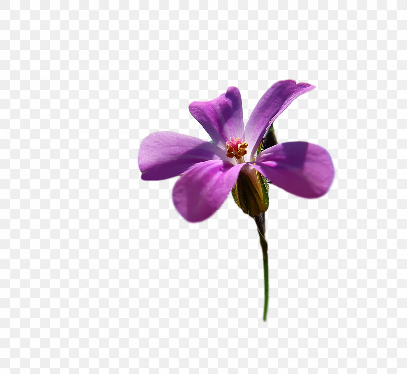 Moth Orchids Petal Orchids Matteo Viola, PNG, 1570x1440px, Moth Orchids, Matteo Viola, Orchids, Petal Download Free