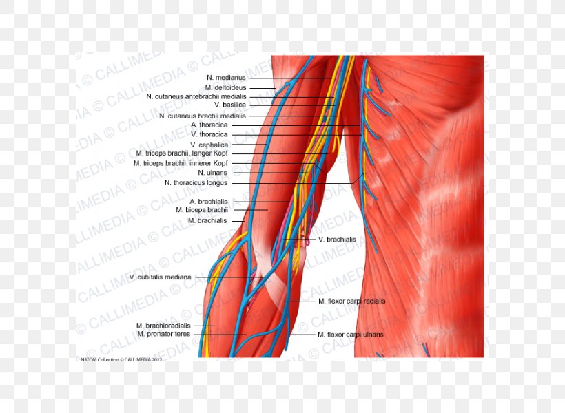 Nerve Anatomy Muscle Augšdelms Shoulder, PNG, 600x600px, Watercolor, Cartoon, Flower, Frame, Heart Download Free