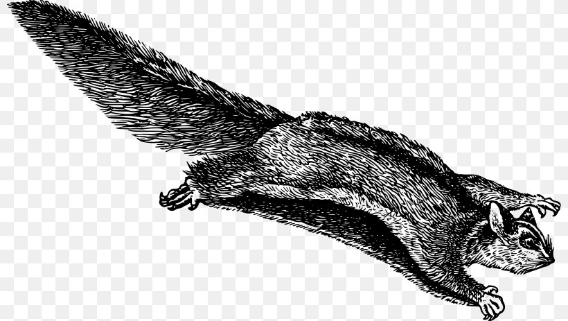 Flying Squirrel Flight Rodent Clip Art, PNG, 800x463px, Squirrel, Bat, Black And White, Carnivoran, Claw Download Free