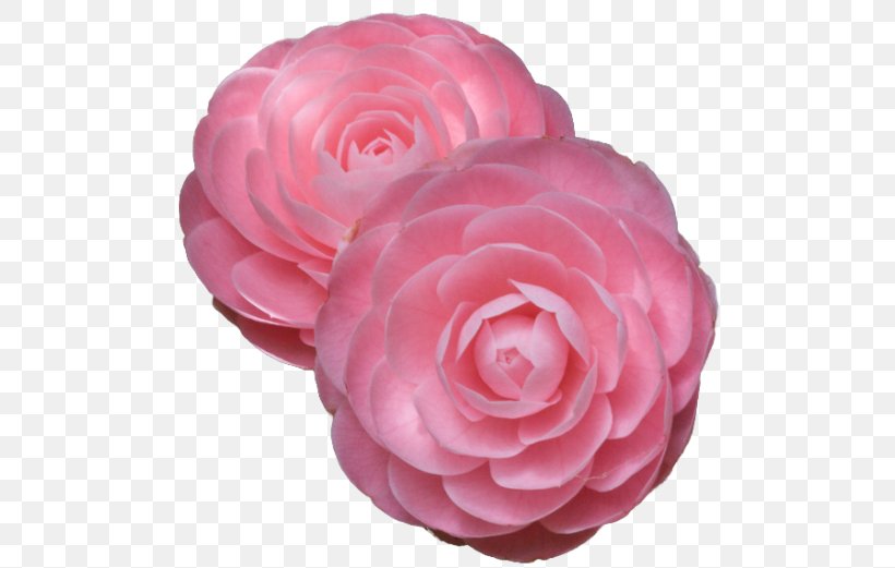 Japanese Camellia Rose Pink Flowers, PNG, 500x521px, Japanese Camellia, Camellia, Cut Flowers, Flower, Flowering Plant Download Free