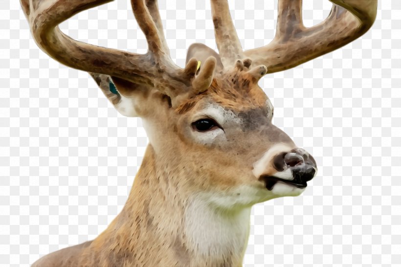 Reindeer, PNG, 2448x1632px, Watercolor, Antler, Deer, Horn, Paint Download Free