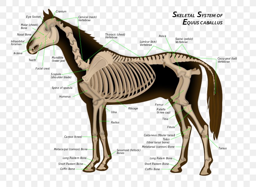 Skeletal System Of The Horse Skeleton Bone Equine Anatomy, PNG, 763x600px, Horse, Anatomy, Axial Skeleton, Bone, Equine Anatomy Download Free