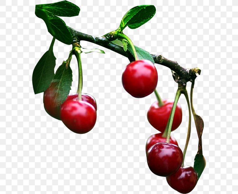 Tutti Frutti Sweet Cherry Fruit Auglis, PNG, 600x670px, Tutti Frutti, Acerola, Acerola Family, Auglis, Berry Download Free