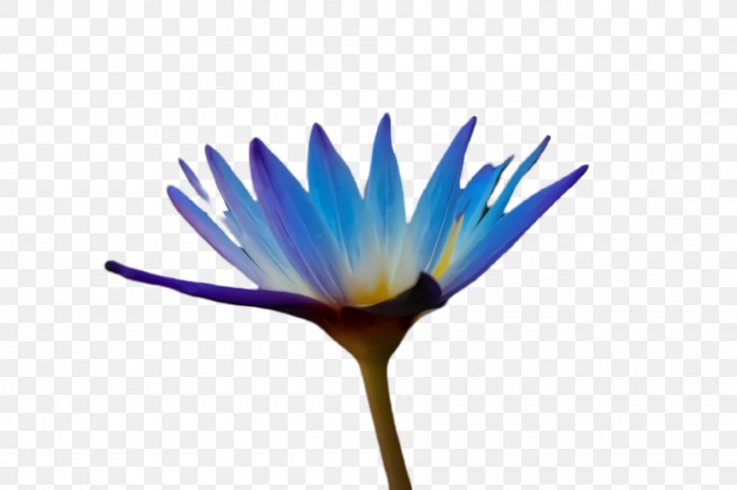 Blue Flower Plant Petal Water Lily, PNG, 2000x1332px, Blue, Flower, Flowering Plant, Petal, Plant Download Free