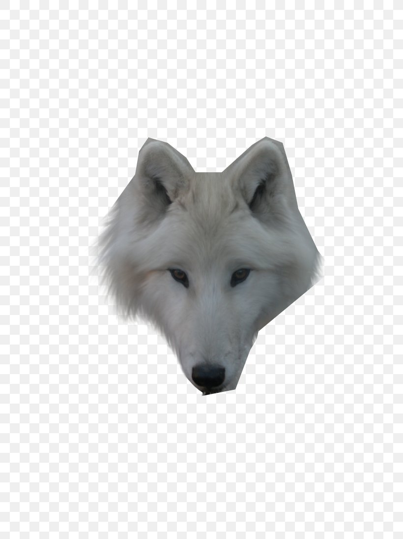 Dog Arctic Wolf Alaskan Tundra Wolf Face, PNG, 730x1095px, Dog, Alaskan Tundra Wolf, Animal, Arctic Wolf, Black Wolf Download Free