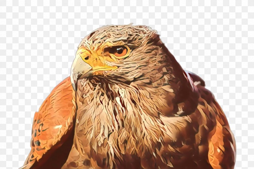Hawk Bird Bird Of Prey Falcon Beak, PNG, 1224x816px, Cartoon, Accipitridae, Beak, Bird, Bird Of Prey Download Free