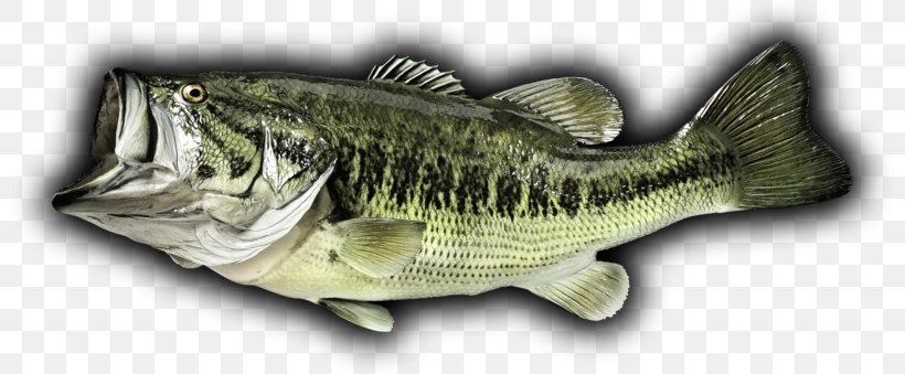 Largemouth Bass Perch Bass Fishing, PNG, 800x339px, Bass, Animal, Animal Figure, Barramundi, Bass Fishing Download Free