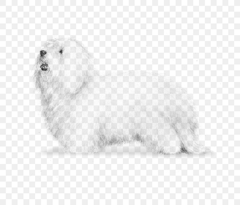 Maltese Dog Coton De Tulear Havanese Dog Bolognese Dog Lhasa Apso, PNG, 700x700px, Maltese Dog, American Kennel Club, Bichon, Black And White, Bolognese Download Free