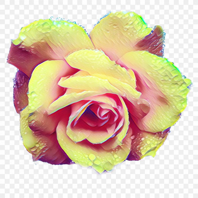 Garden Roses Cabbage Rose Cut Flowers Floral Design, PNG, 1600x1600px, Garden Roses, Cabbage Rose, Close Up, Cut Flowers, Floral Design Download Free