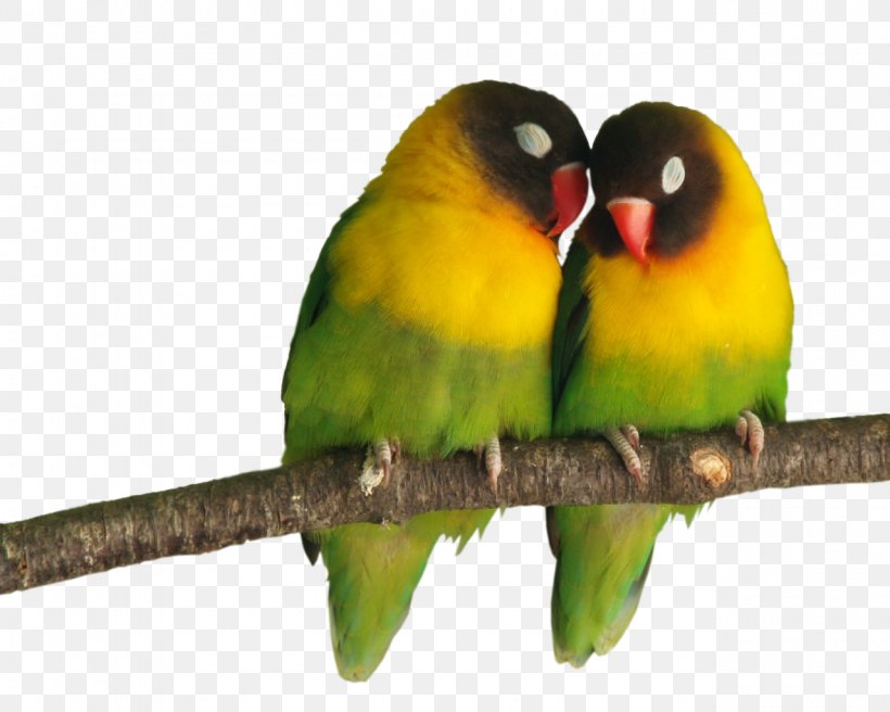 Grey-headed Lovebird Parrot Cuteness, PNG, 1280x1024px, Bird, Beak, Common Pet Parakeet, Cuteness, Drawing Download Free