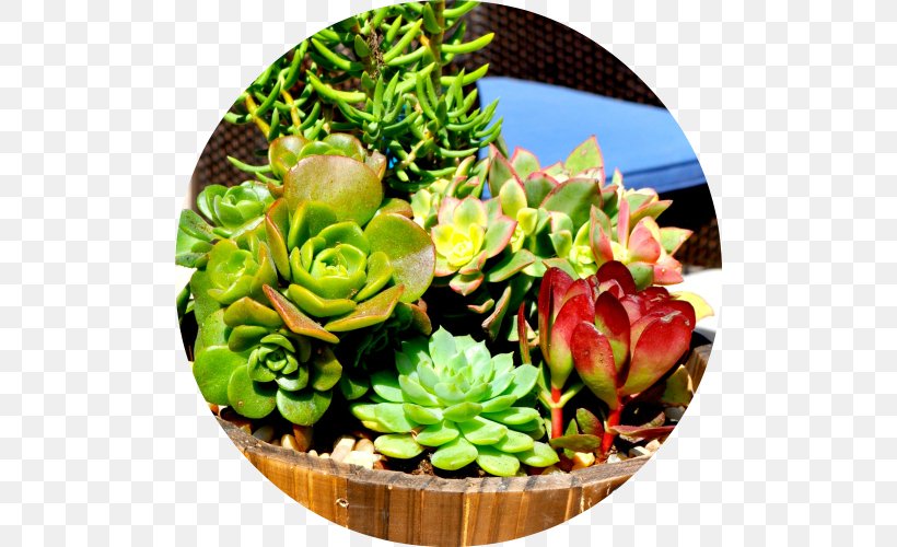 Succulent Plant Wedding Flower Bouquet Party Favor, PNG, 500x500px, Succulent Plant, Baby Shower, Bridal Shower, Bride, Business Download Free