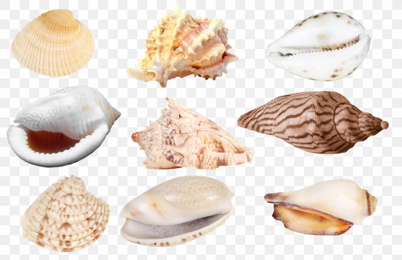 Cockle Veneroida Tellins Baltic Macoma Clam, PNG, 1300x842px, Cockle, Baltic Clam, Baltic Macoma, Clam, Clams Oysters Mussels And Scallops Download Free