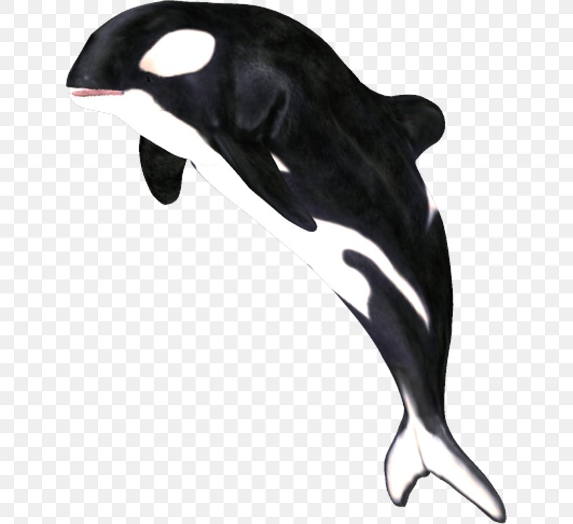 Der Gesang Der Orcas Killer Whale White-beaked Dolphin Clip Art, PNG, 631x750px, Der Gesang Der Orcas, Aquatic Animal, Beak, Beluga Whale, Blowhole Download Free