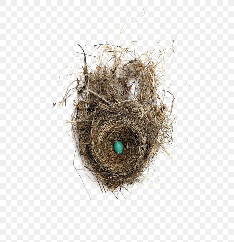 Edible Birds Nest Edible Birds Nest Bird Nest Egg, PNG, 564x846px, Bird, Art, Bird Nest, Branch, Edible Birds Nest Download Free