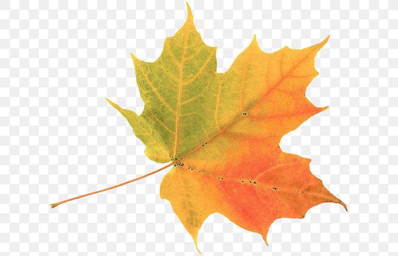 Autumn Leaf Color Maple Leaf Clip Art, PNG, 619x528px, Autumn Leaf Color, Autumn, Color, Drawing, Green Download Free